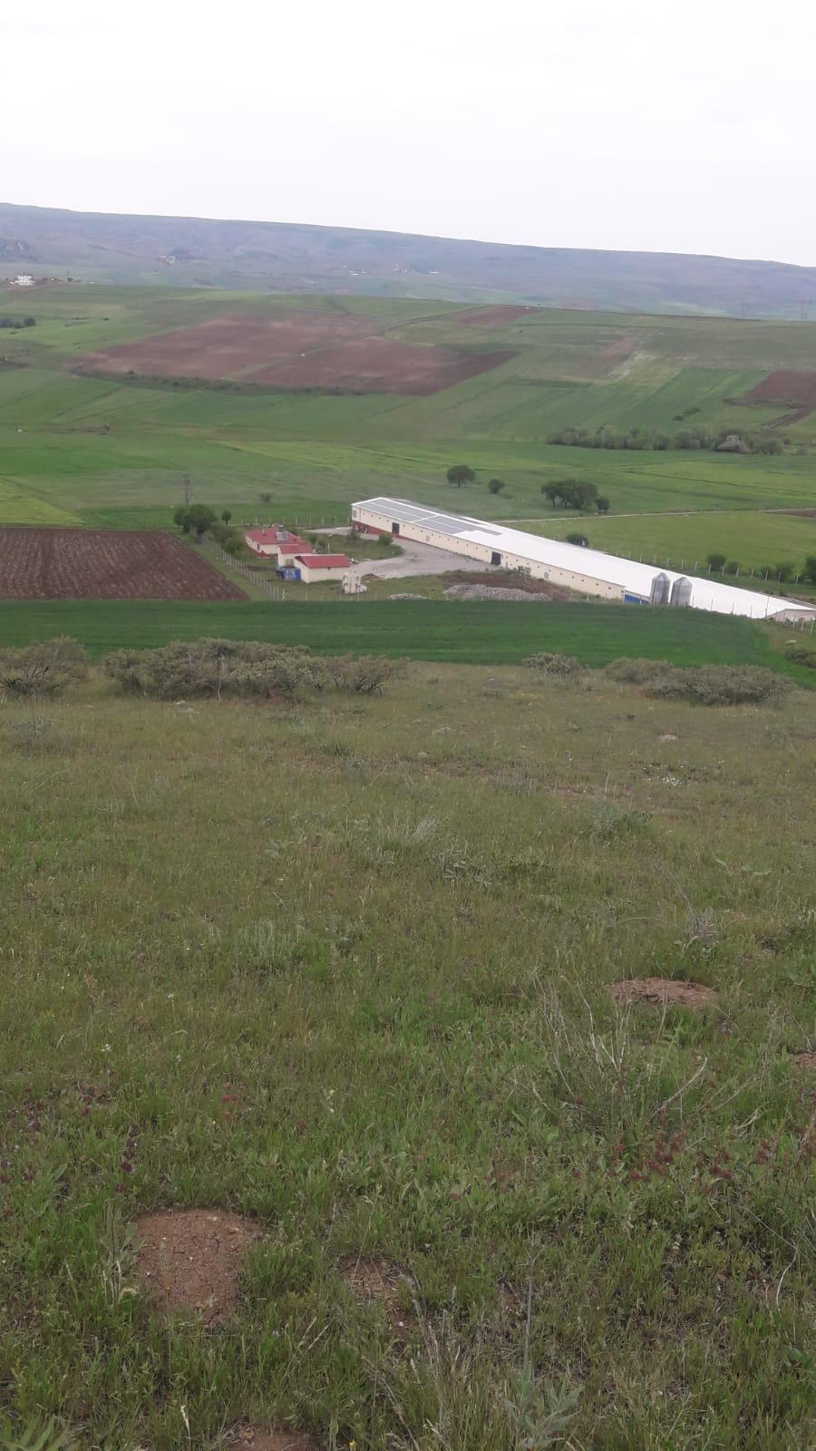 KARAKOÇAN'DA SATILIK TAVUK ÇİFTLİĞİ
